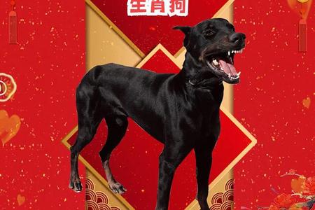 生肖属狗的人在2025年06月26日的运势怎么样