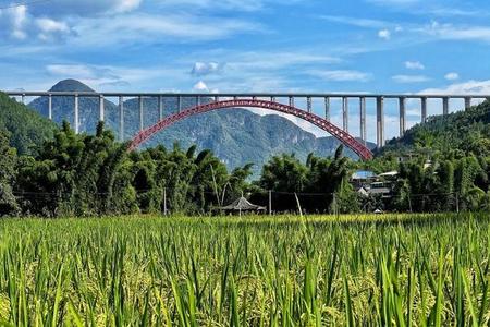2026年芒种什么时候适合种植水稻和收割小麦？