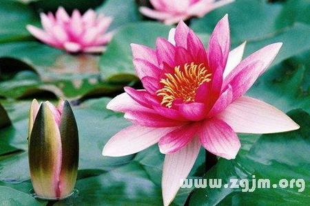 2025年06月26日晴天 夜里梦见花草树木预示着什么