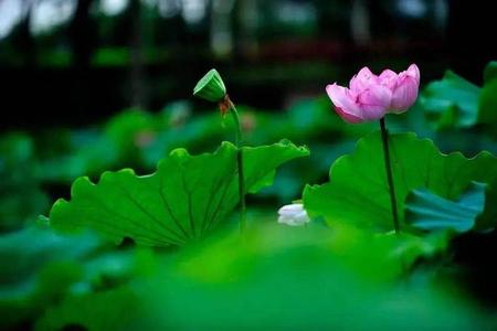 2026年夏至当天太阳最晚落山是几点？