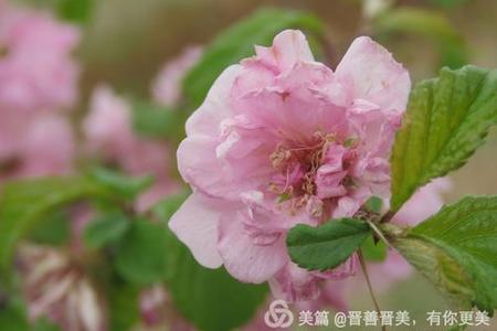 梦见夜晚长满花草的窗台