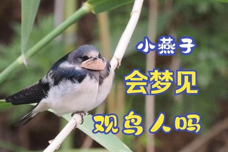 梦见昨夜山林中一只奇怪的大鸟