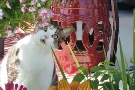 梦见清晨院子里有只小猫追蝴蝶