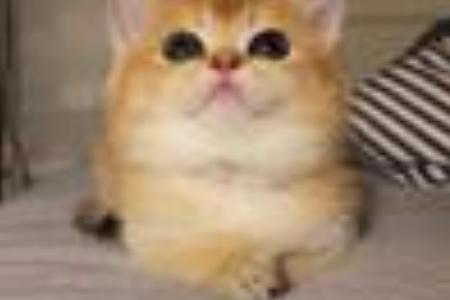 梦见森林深处夜晚有只猫跳出来