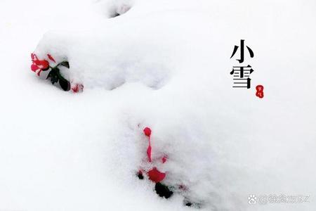 2025年小雪适合养生的食谱和注意事项有哪些？
